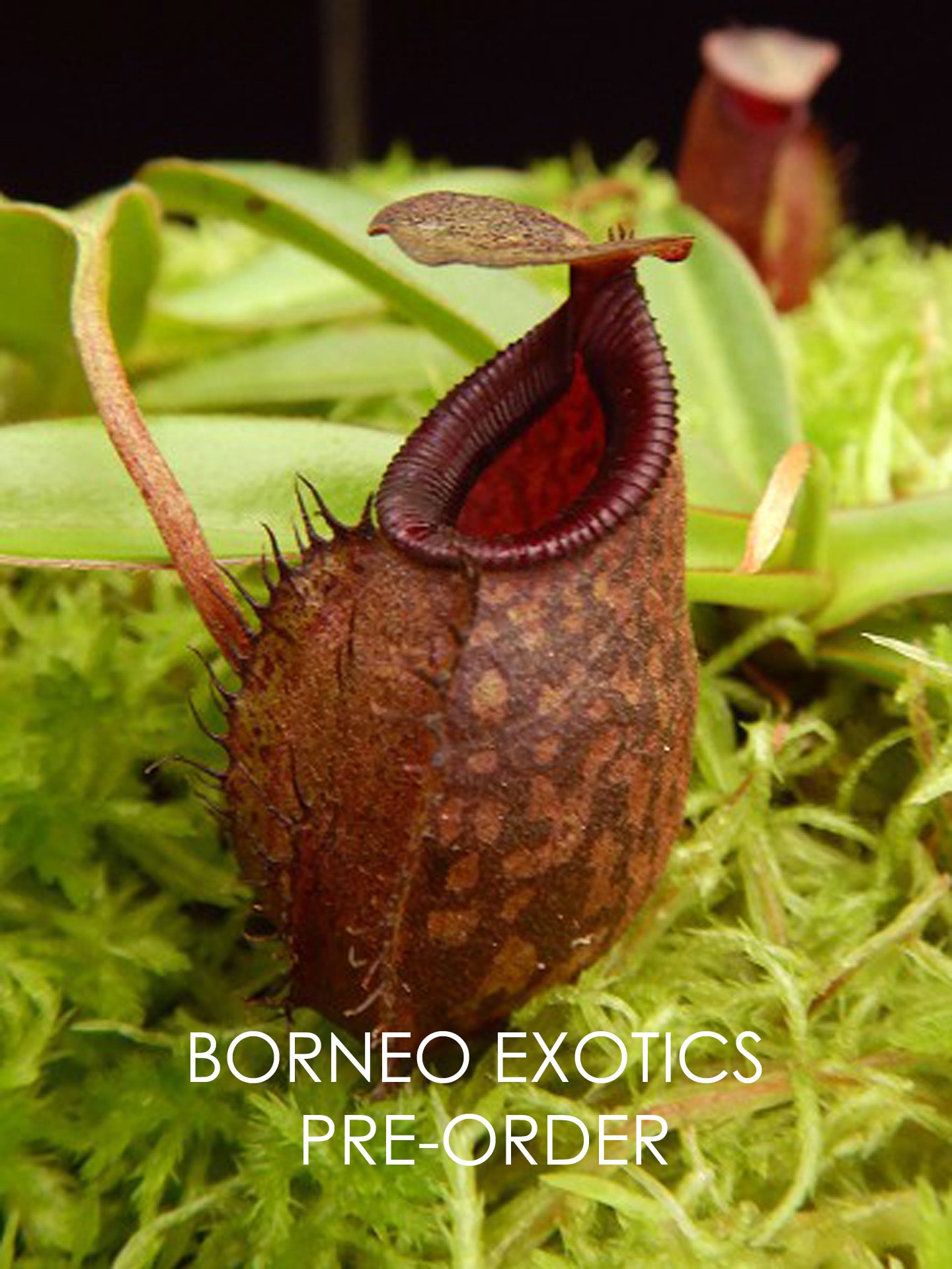 Nepenthes densiflora x aristolochioides BE-4076