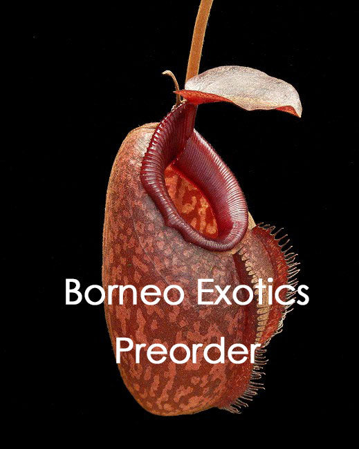 Nepenthes densiflora x aristolochioides BE-4076