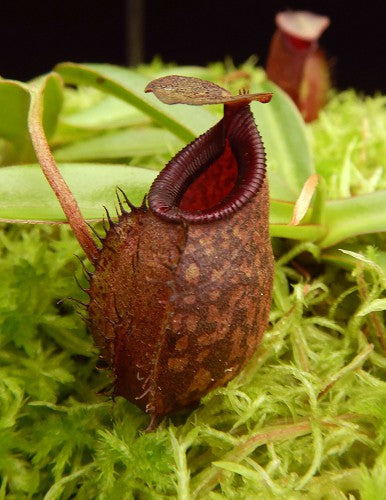 Nepenthes densiflora x aristolochioides BE-4076