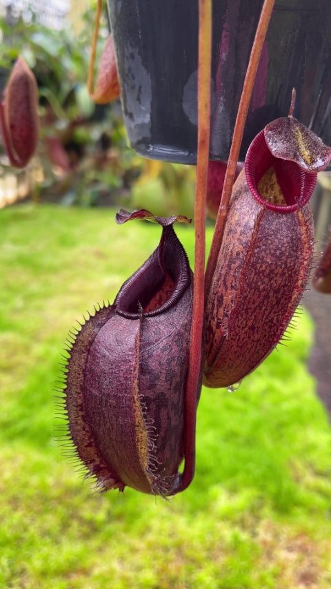 Nepenthes densiflora x aristolochioides BE-4076