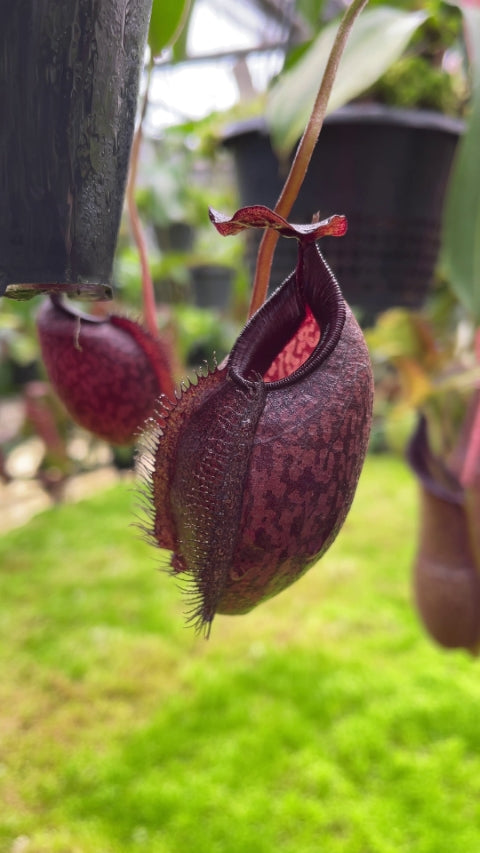 Nepenthes densiflora x aristolochioides BE-4076