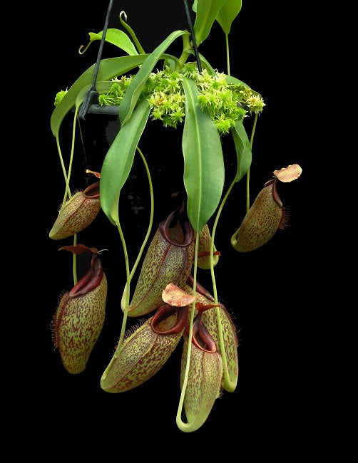 Nepenthes spathulata x aristolochioides BE-4077