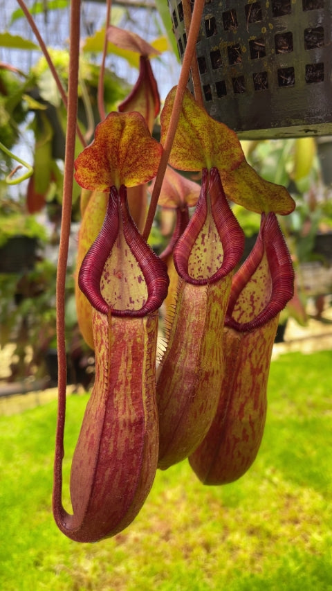 Nepenthes petiolata x (lowii x tentaculata) BE-4078