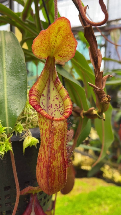Nepenthes petiolata x (lowii x tentaculata) BE-4078