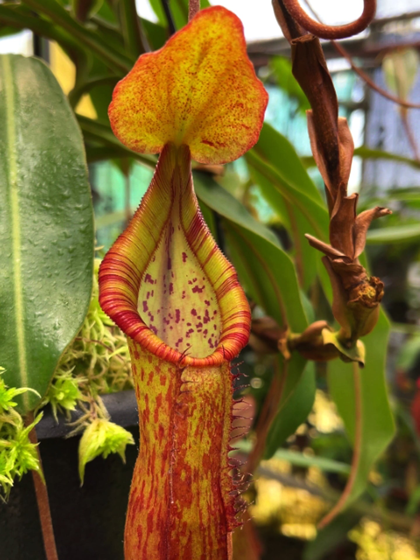 Nepenthes petiolata x (lowii x tentaculata) BE-4078
