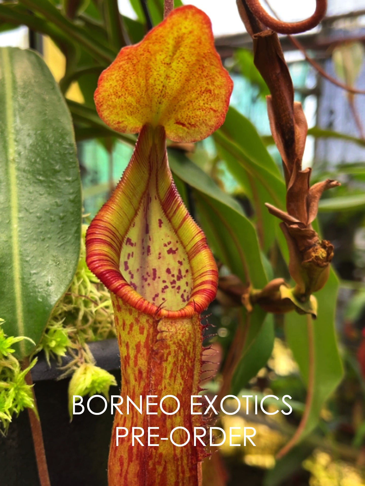 Nepenthes petiolata x (lowii x tentaculata) BE-4078