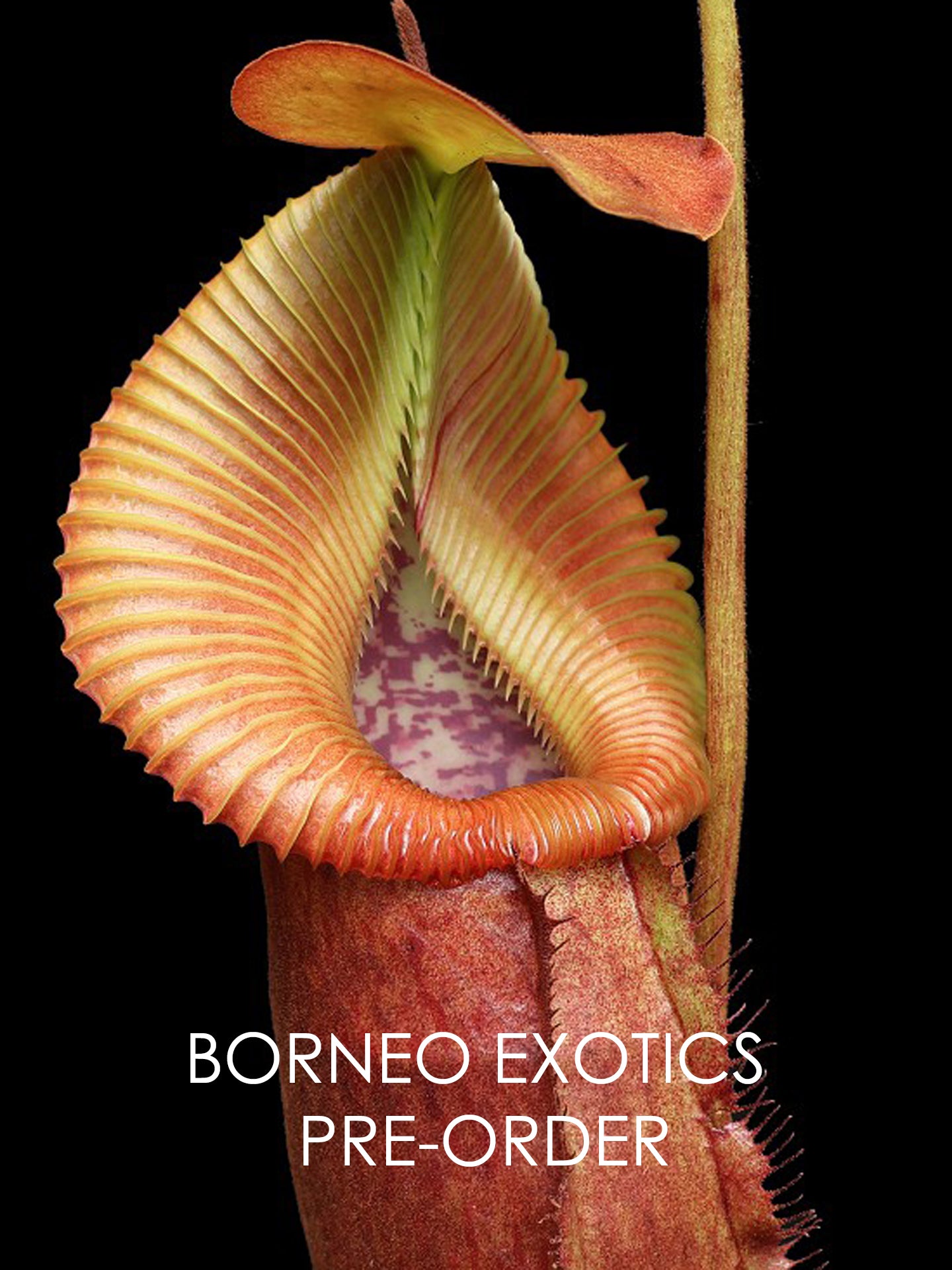 Nepenthes villosa x robcantleyi BE-4079