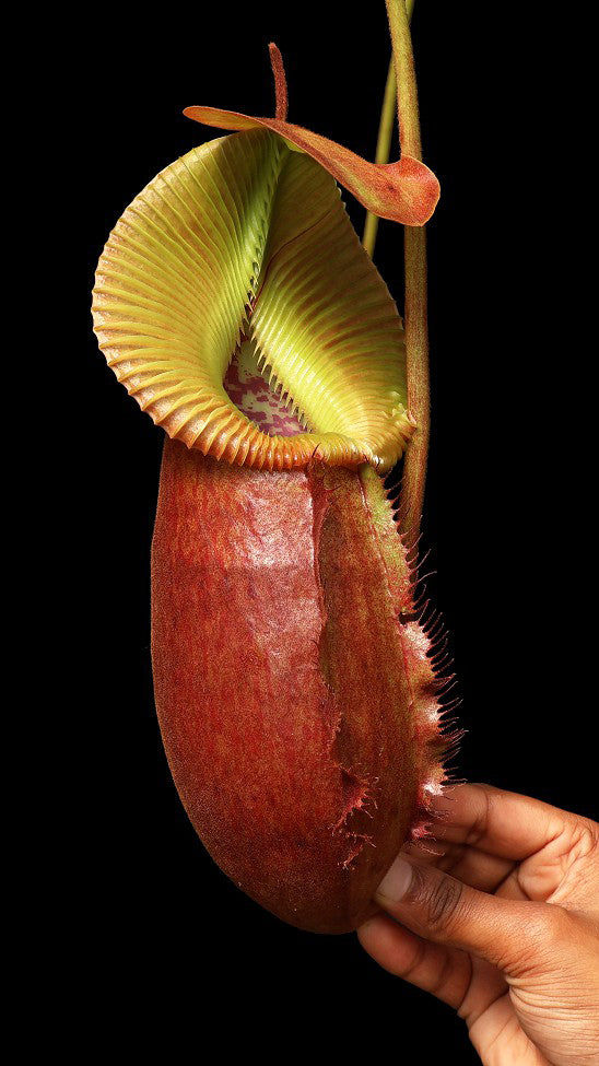 Nepenthes villosa x robcantleyi BE-4079