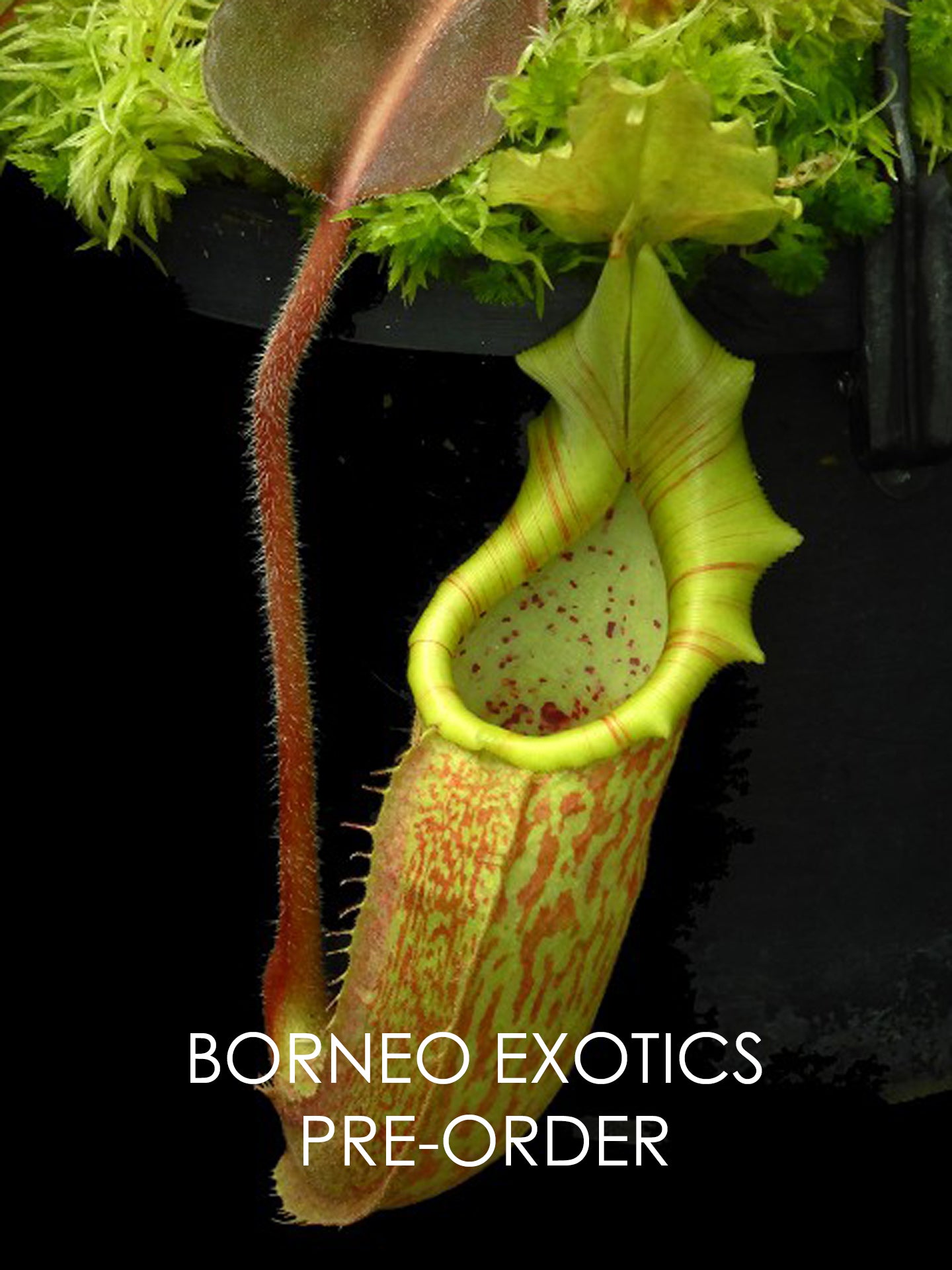 Nepenthes maxima "Sulawesi Wavy leaf" BE-4081