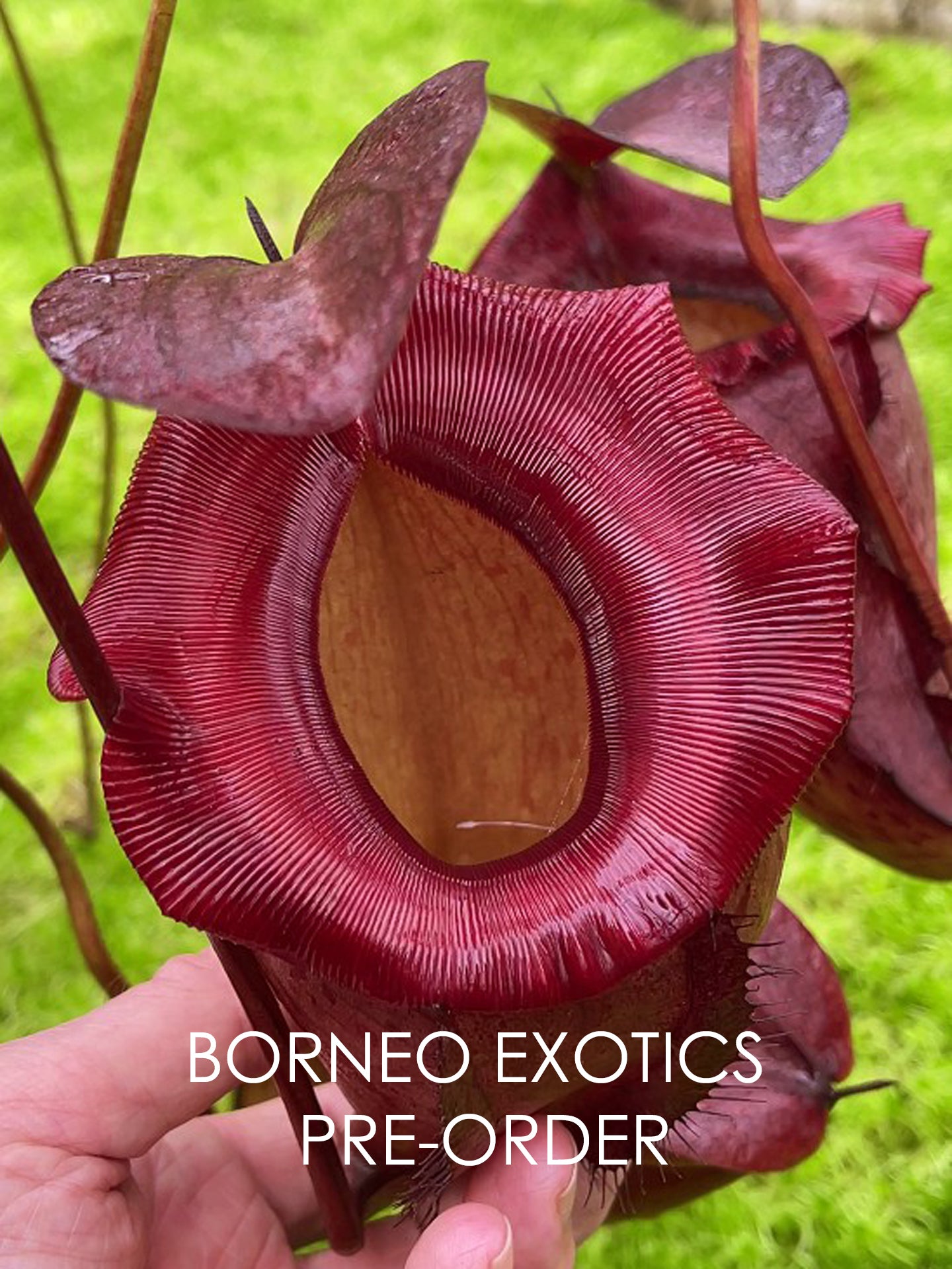Nepenthes rajah x tenuis BE-4083