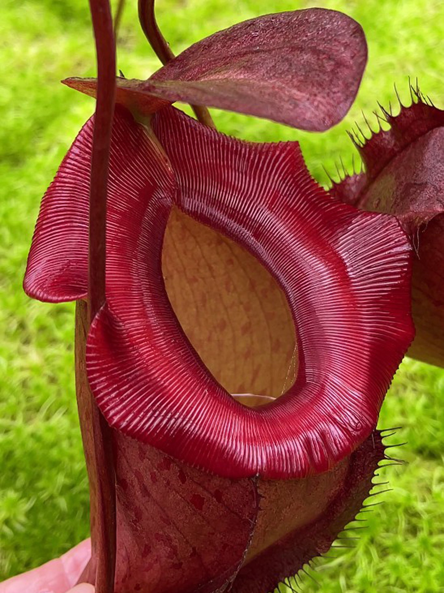 Nepenthes rajah x tenuis BE-4083