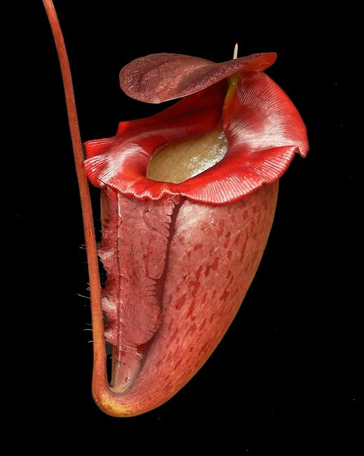 Nepenthes rajah x tenuis BE-4083
