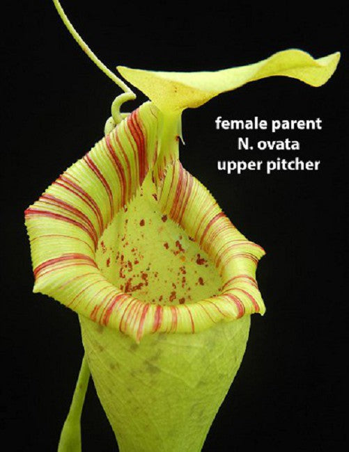 Nepenthes ovata BE-4084