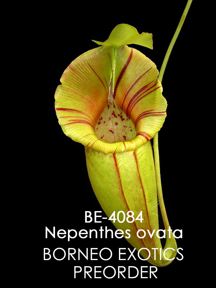 Nepenthes ovata BE-4084