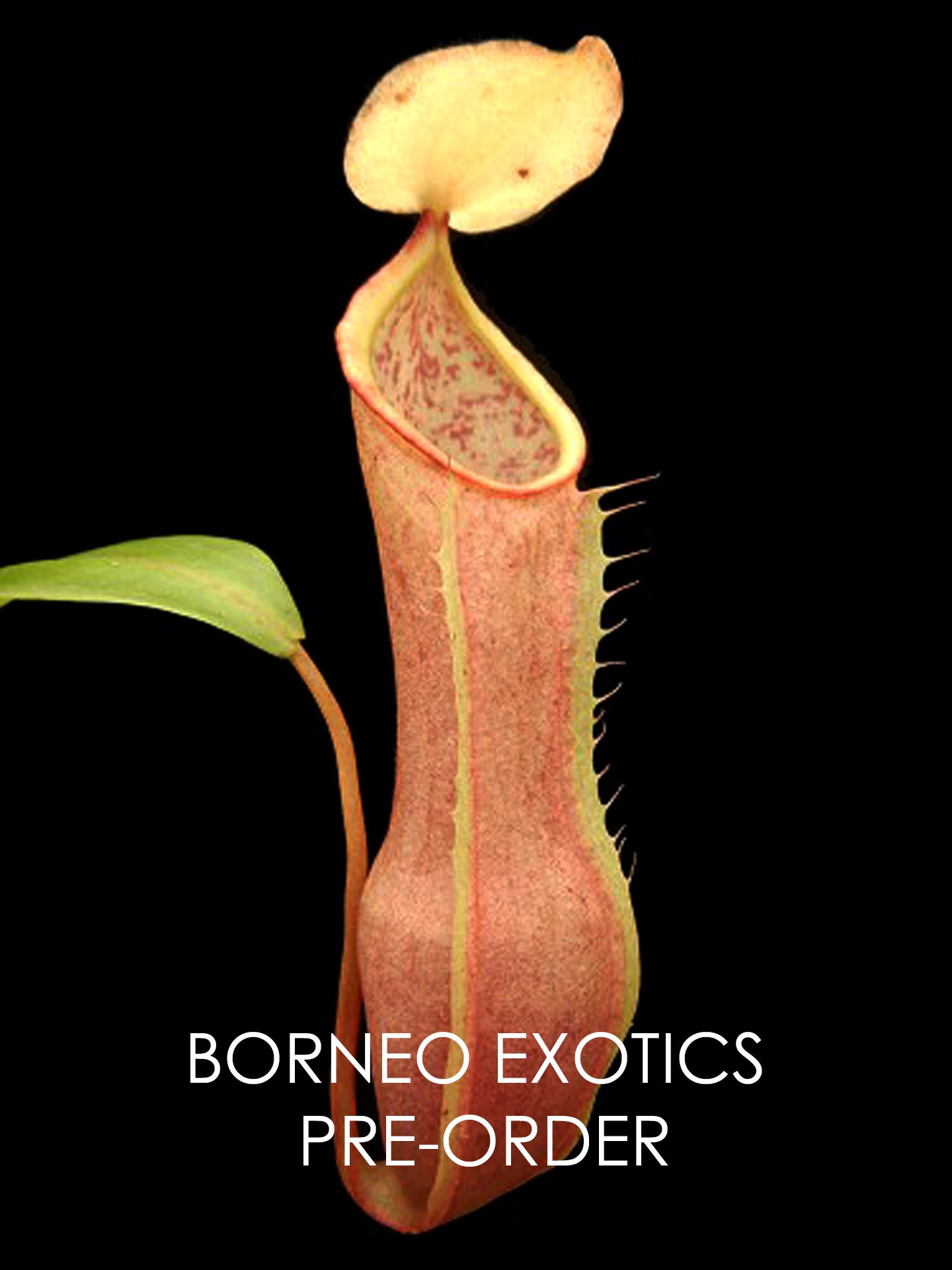 Nepenthes tobaica BE-4089