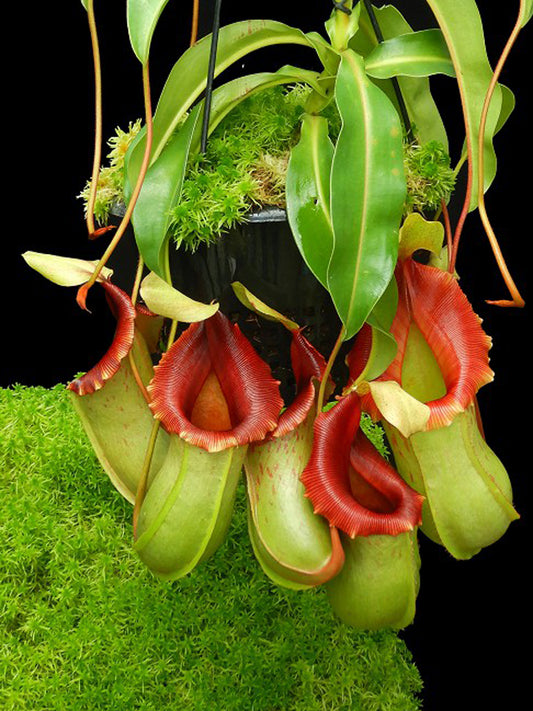 Nepenthes veitchii x ventricosa BE-4500