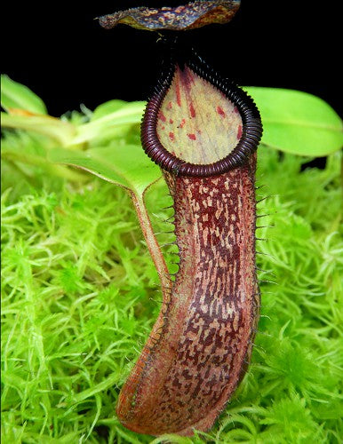 Nepenthes hamata x glandulifera BE-4501