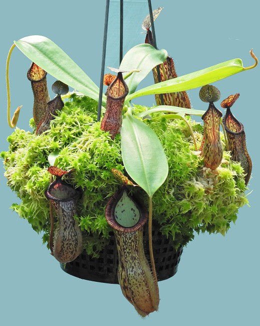 Nepenthes hamata x glandulifera BE-4501