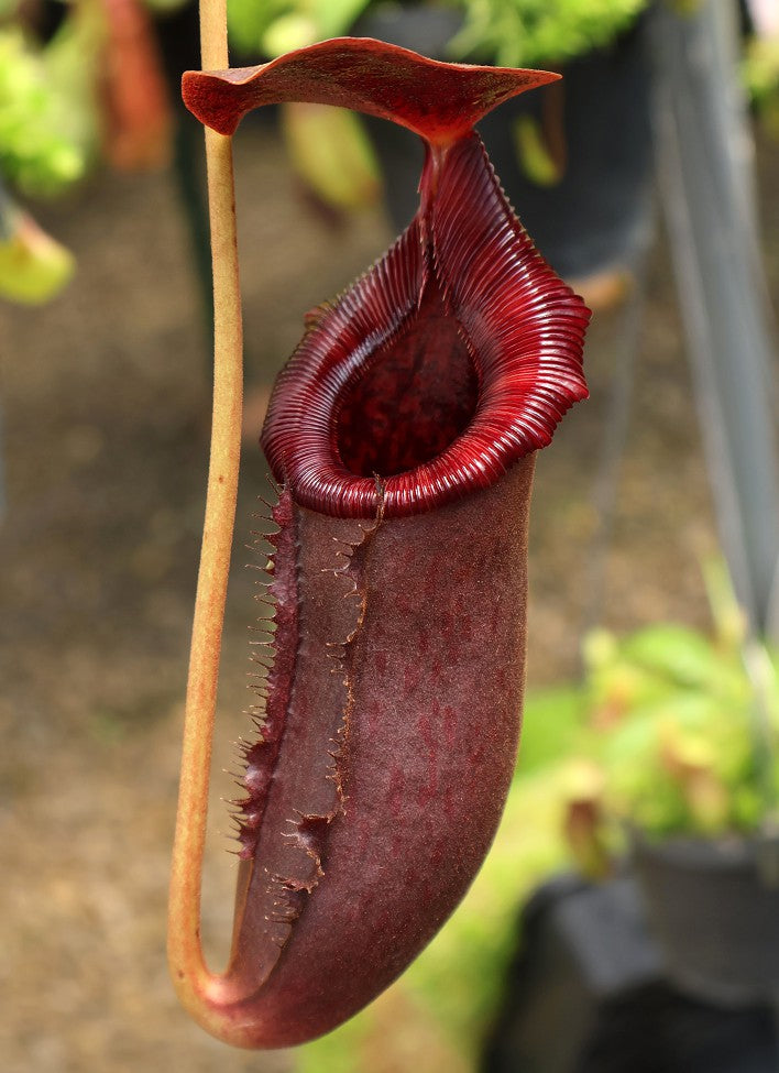 Nepenthes rajah x lowii  BE-4502