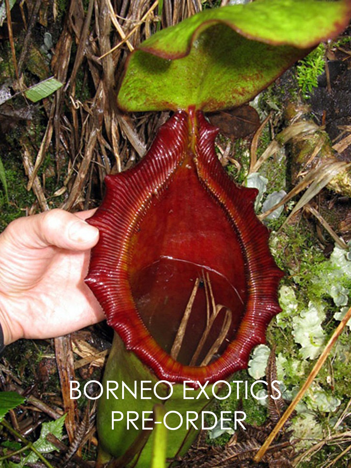 Nepenthes rajah x lowii BE-4502