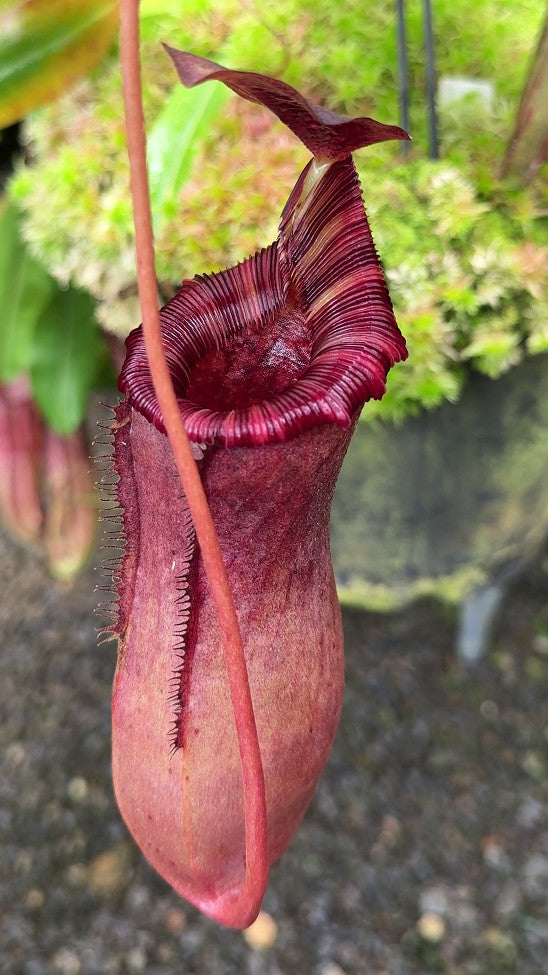 Nepenthes sibuyanensis x lowii BE-4504