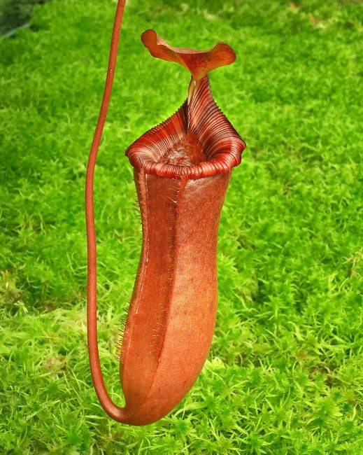 Nepenthes sibuyanensis x lowii BE-4504