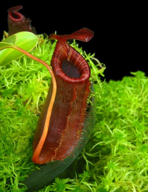 Nepenthes sibuyanensis x lowii BE-4504