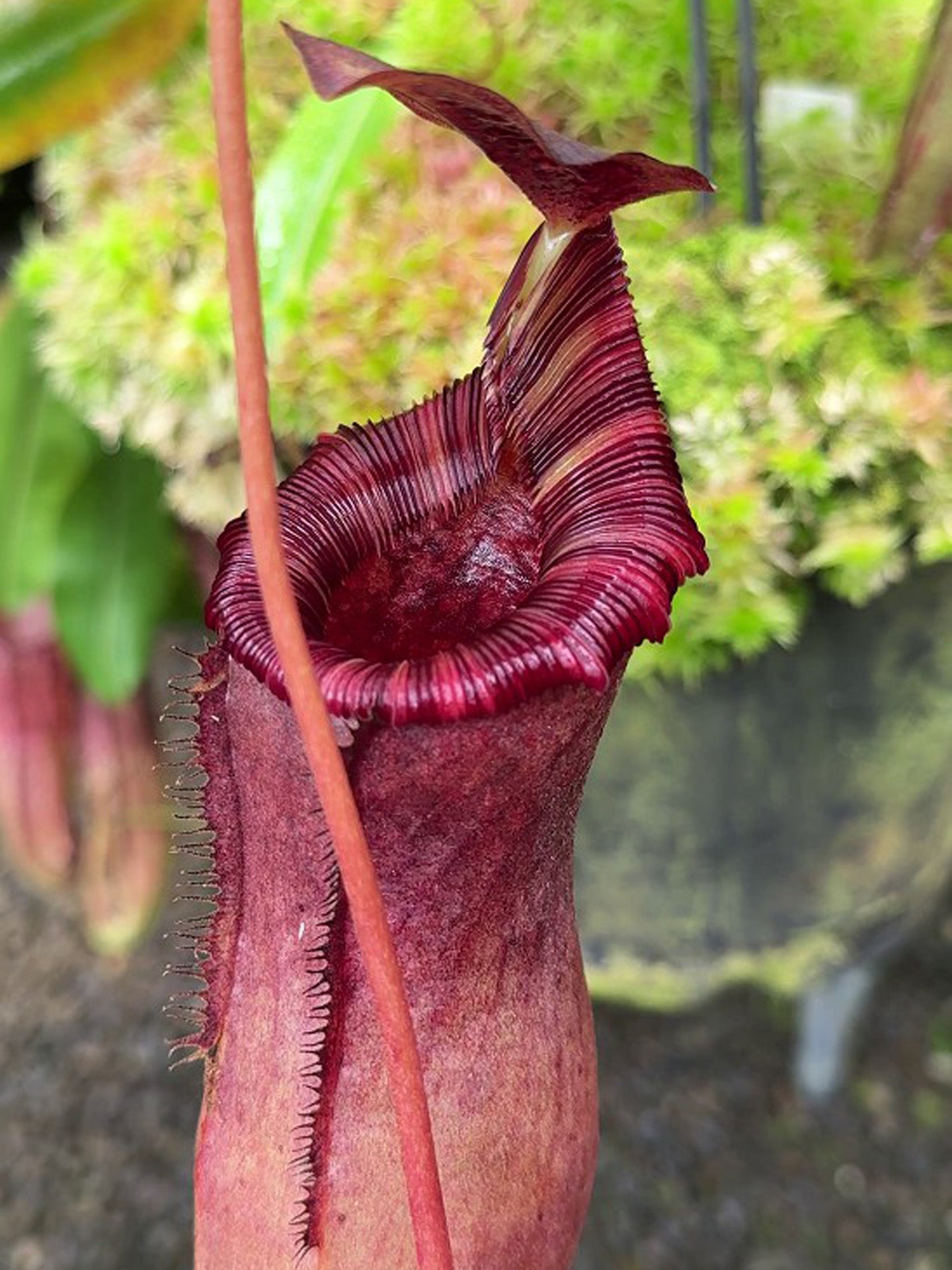 Nepenthes sibuyanensis x lowii BE-4504