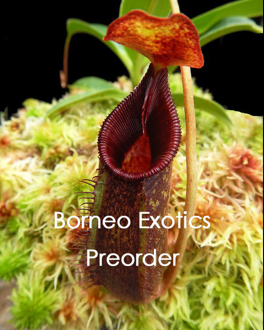 Nepenthes 'Trusmadiensis' x aristolochioides BE-4511