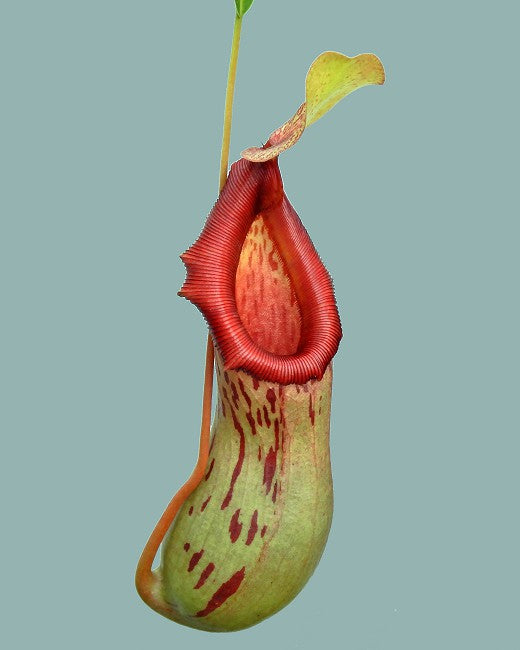 Nepenthes burkei BE-4512