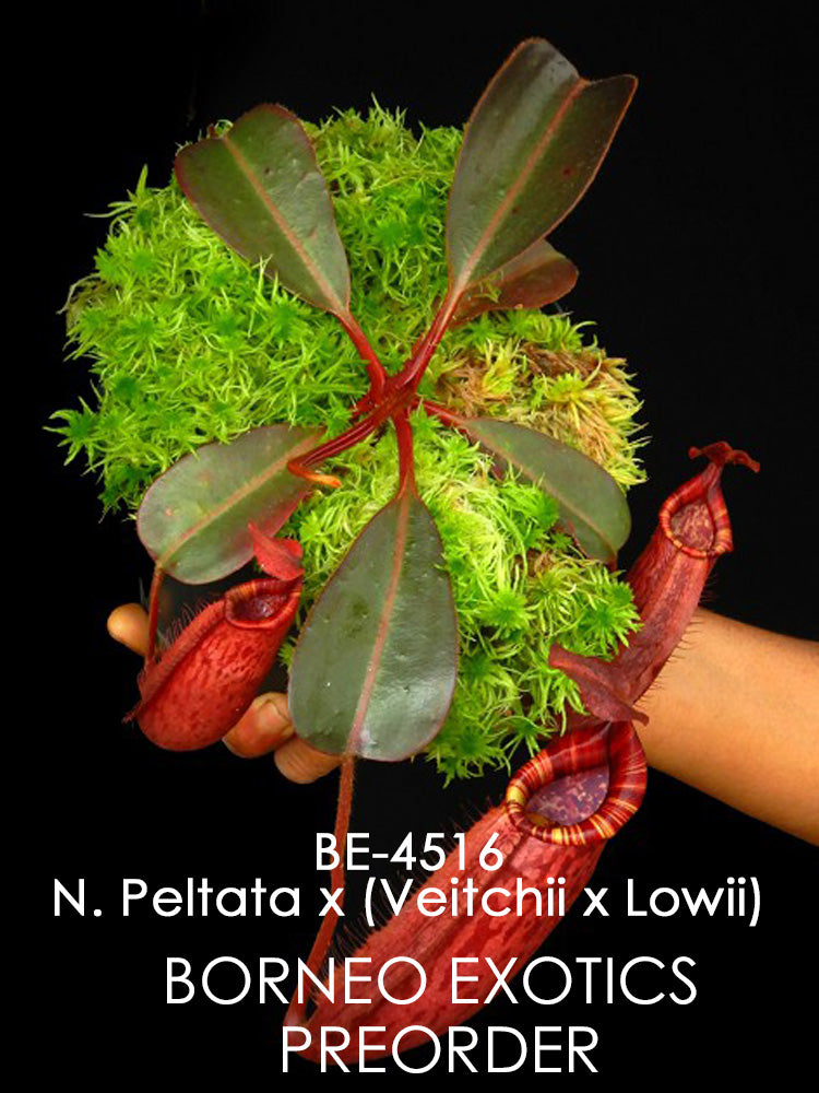 Nepenthes peltata x (veitchii x lowii) BE-4516