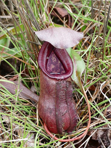 Nepenthes bokorensis BE-4518