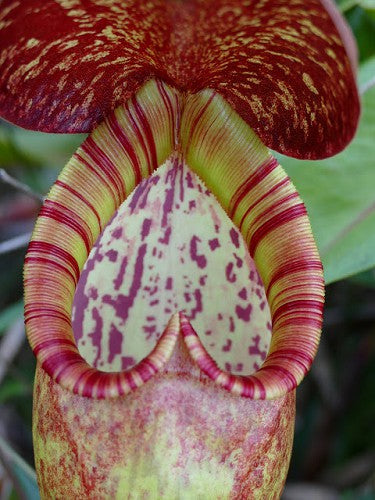 Nepenthes bokorensis BE-4518