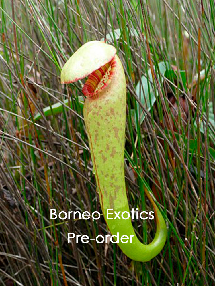 Nepenthes bokorensis BE-4518