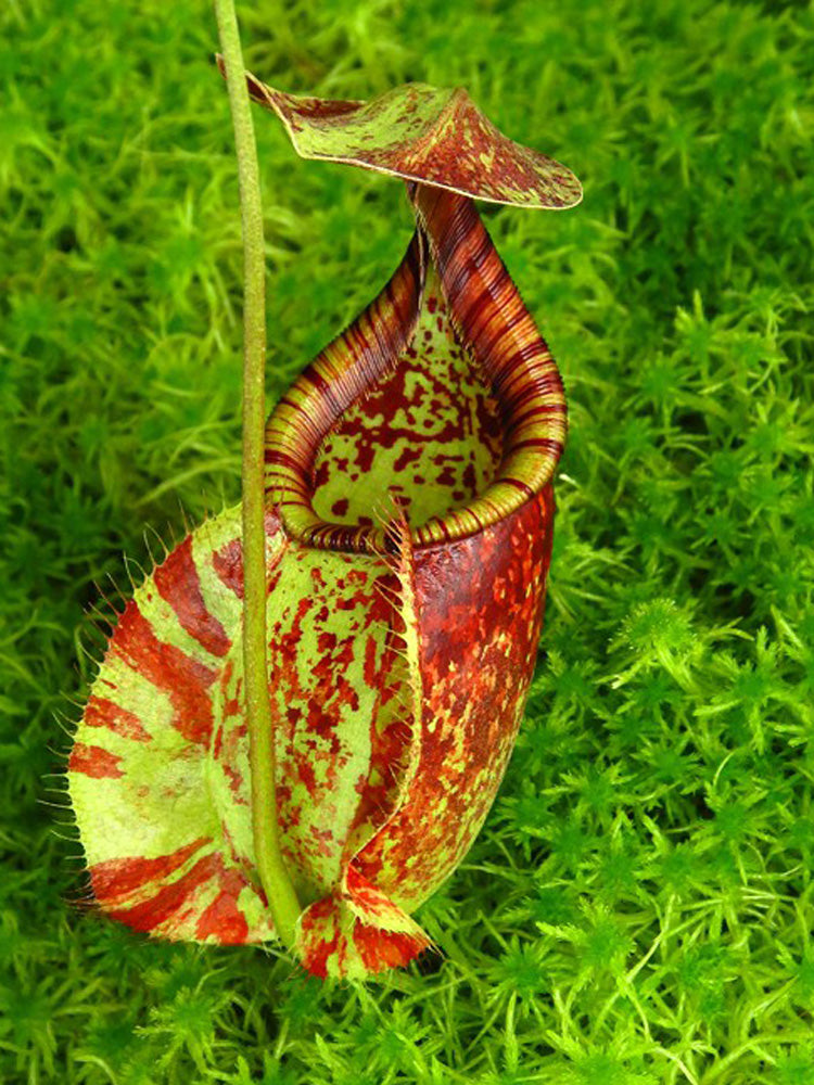 Nepenthes rafflesiana "Brunei" BE-4519