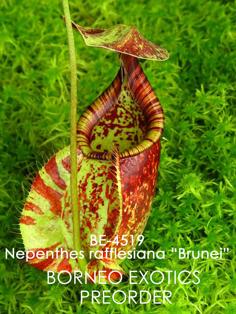 Nepenthes rafflesiana "Brunei" BE-4519