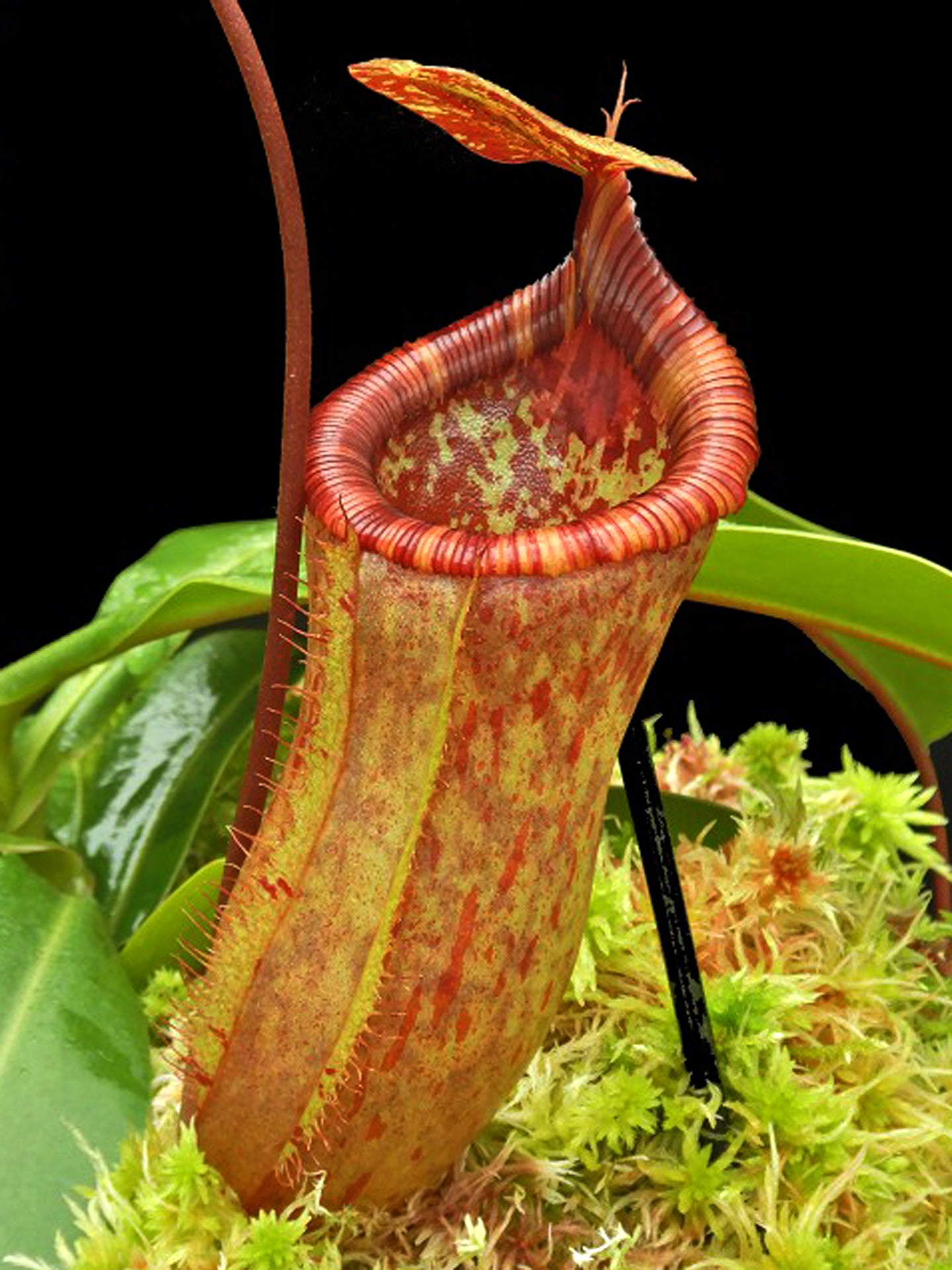 Nepenthes ventricosa x attemboroughii BE-4522