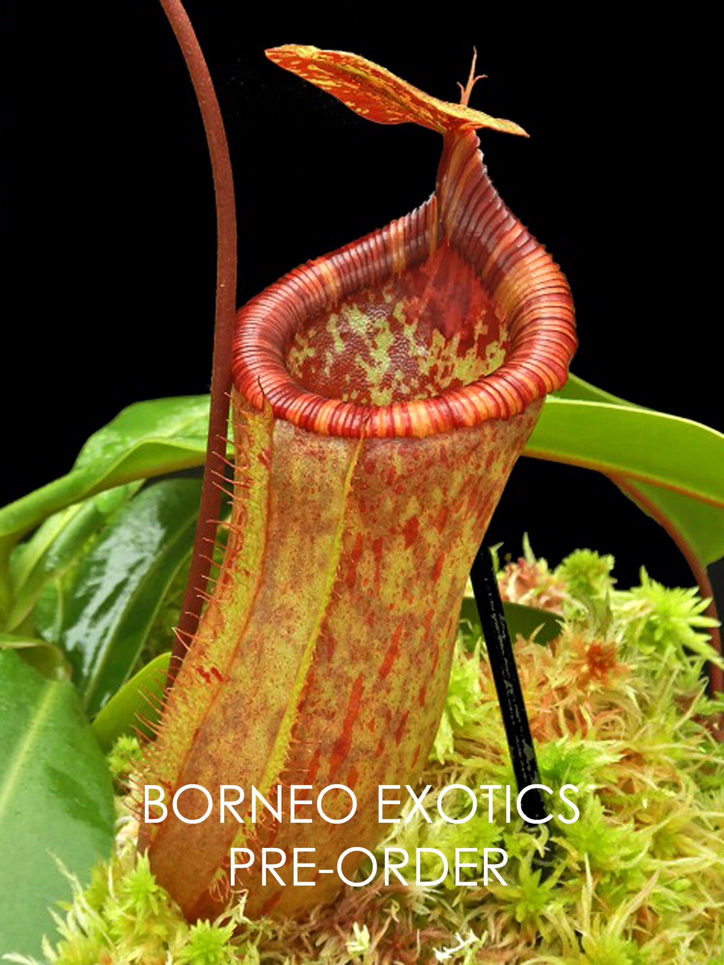 Nepenthes ventricosa x attemboroughii BE-4522