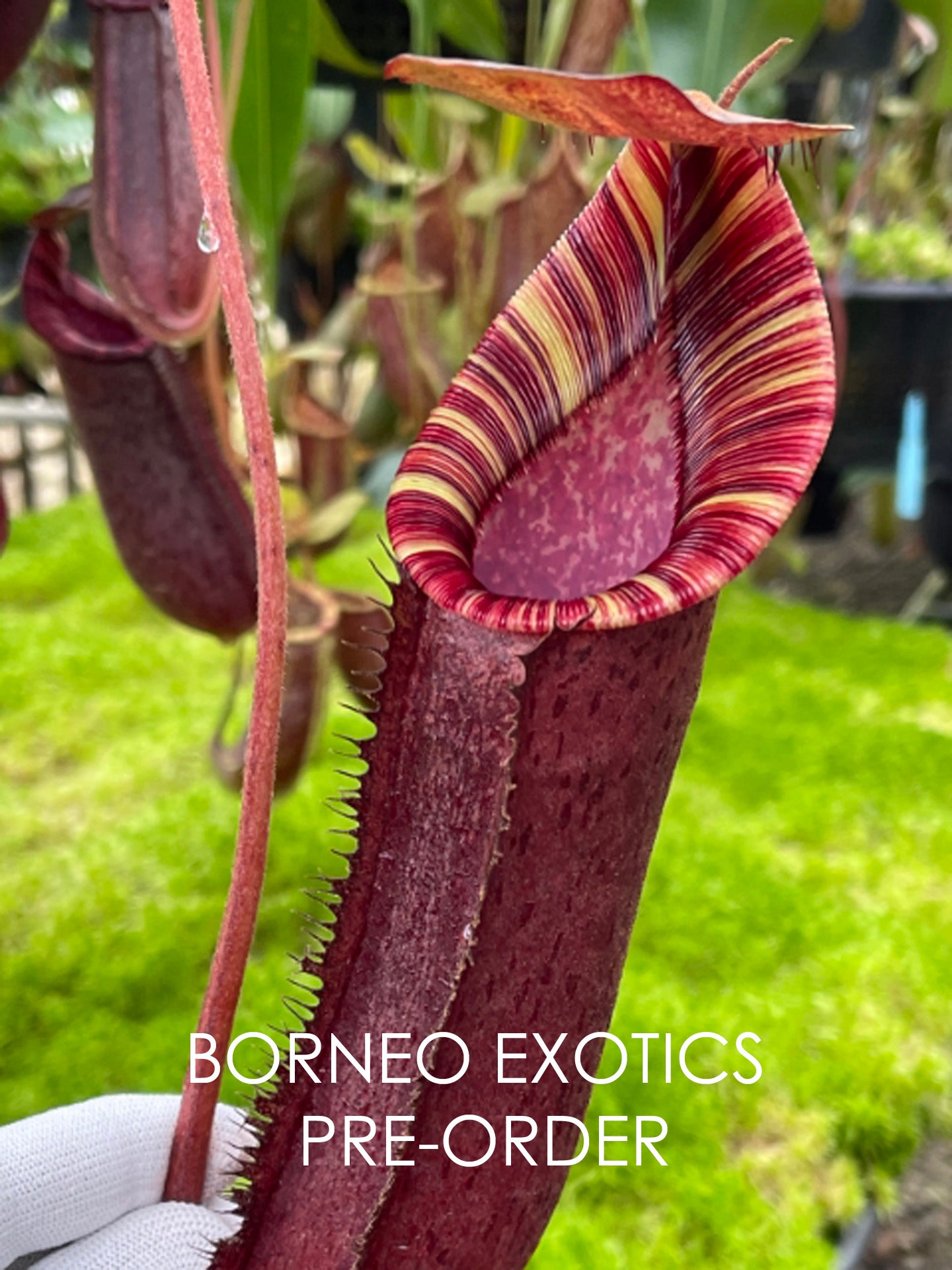 Nepenthes spectabilis "Giant" x lowii BE-4524