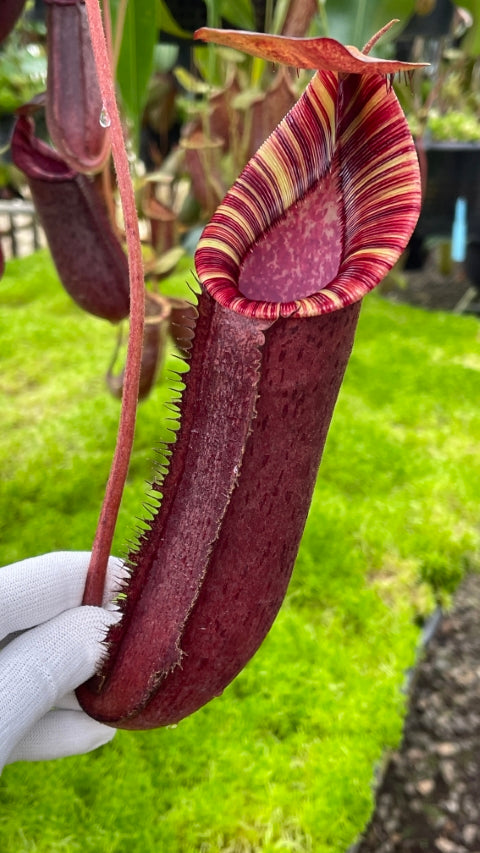 Nepenthes spectabilis "Giant" x lowii BE-4524