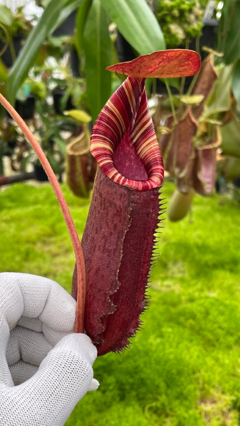 Nepenthes spectabilis "Giant" x lowii BE-4524