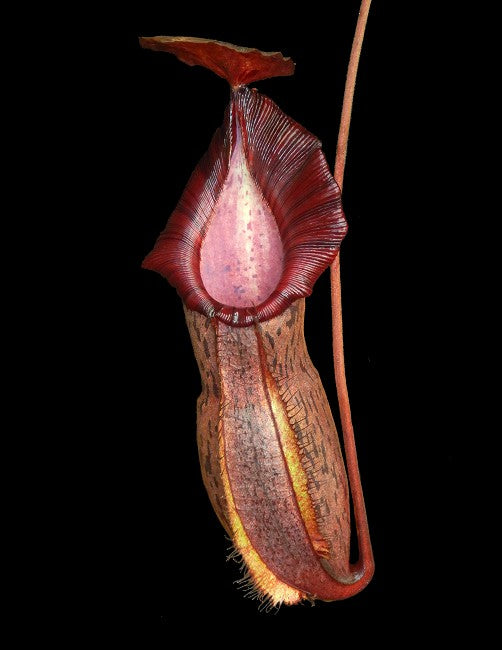 Nepenthes 'Helen' Spathulata x Spectabilis BE-4528
