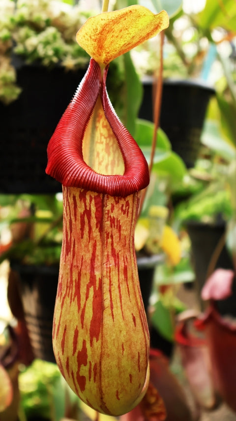 Nepenthes burkei x (burbidgeae x edwardsiana) BE-4531