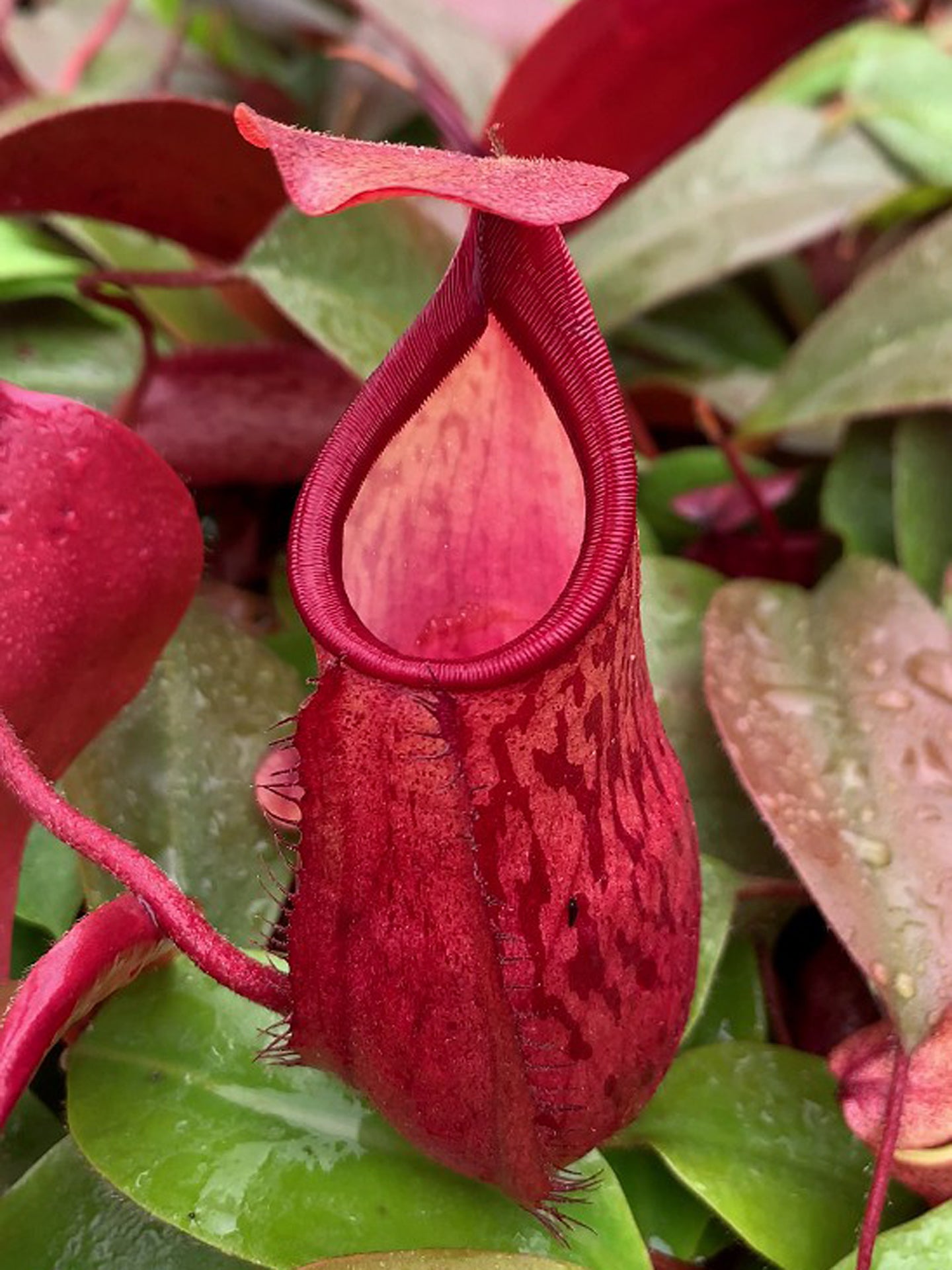 Nepenthes mira x peltata Different Clones BE-4534