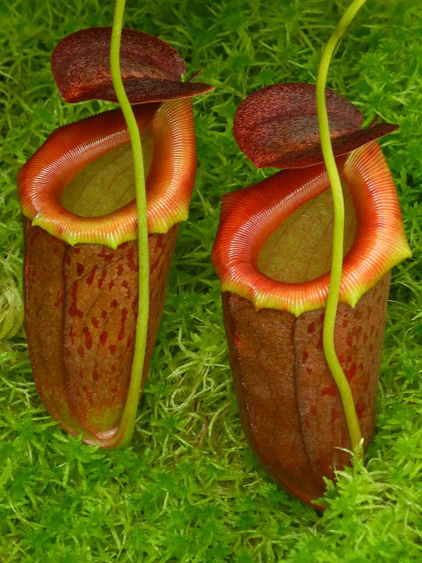 Nepenthes burkei x tenuis BE-4535