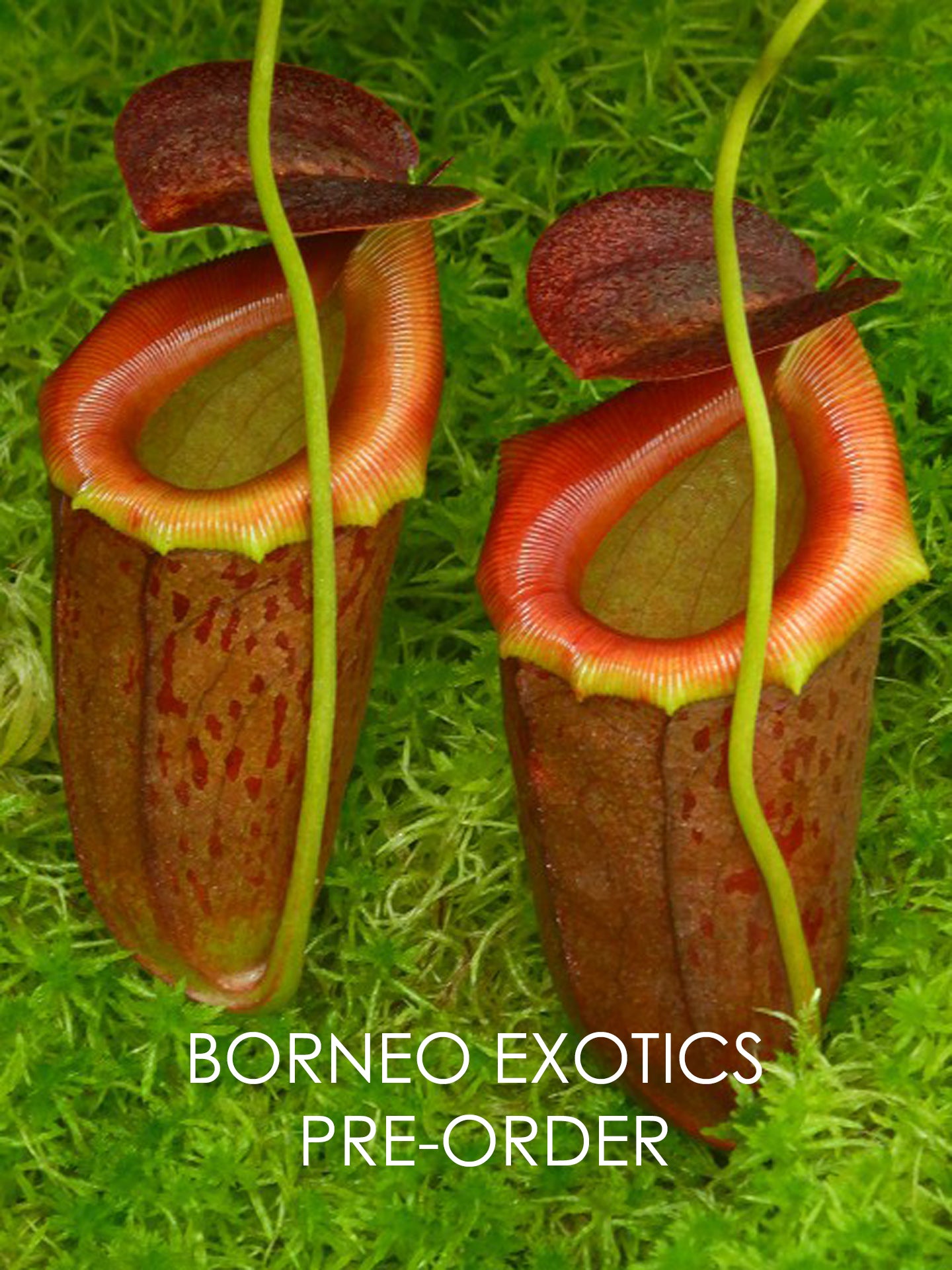 Nepenthes burkei x tenuis BE-4535