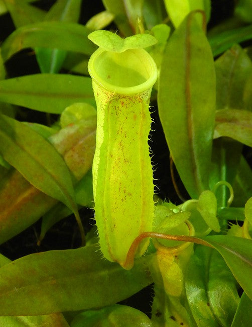 Nepenthes neoguineensis BE-4539