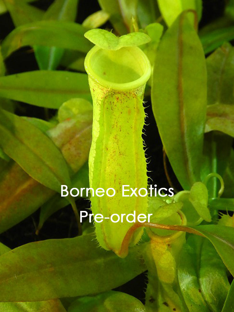 Nepenthes neoguineensis BE-4539