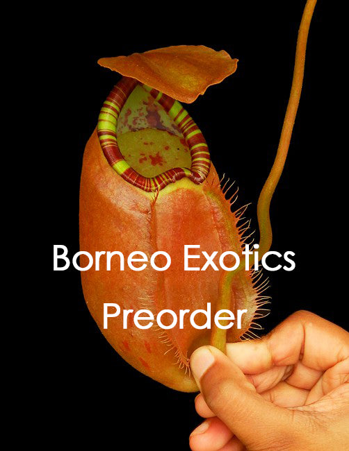 Nepenthes sumatrana BE-4540
