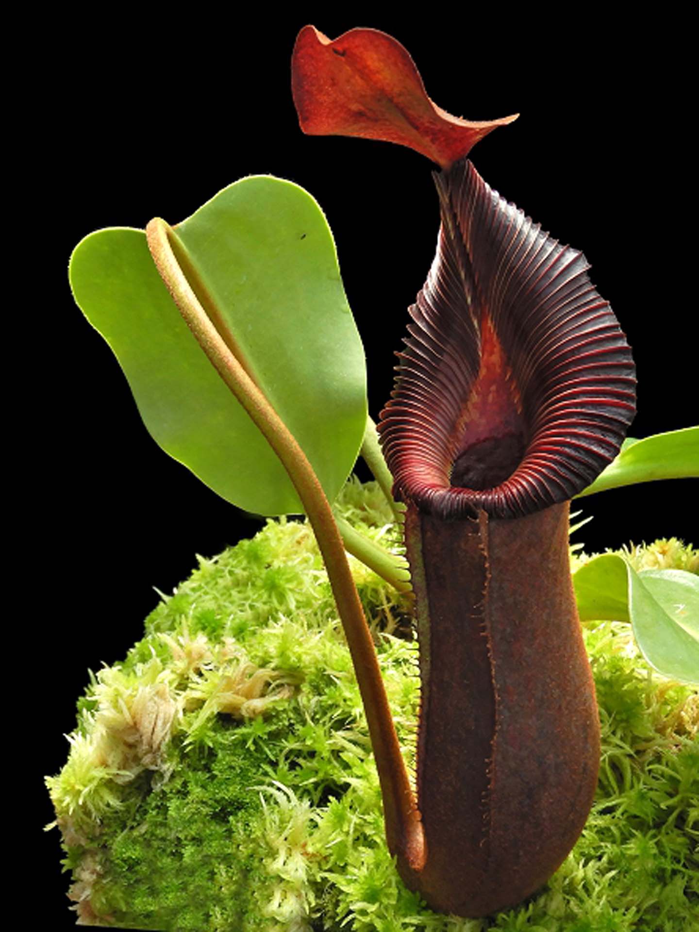 Nepenthes "Trusmadiensis" x robcantleyi BE-4545